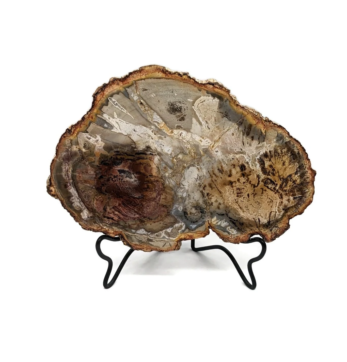 Mooseman Minerals Petrified Wood Slab with Stand - 4.5 to 5 inch - Natural Petrified Wood Polished on Both Sides — original seller photograph